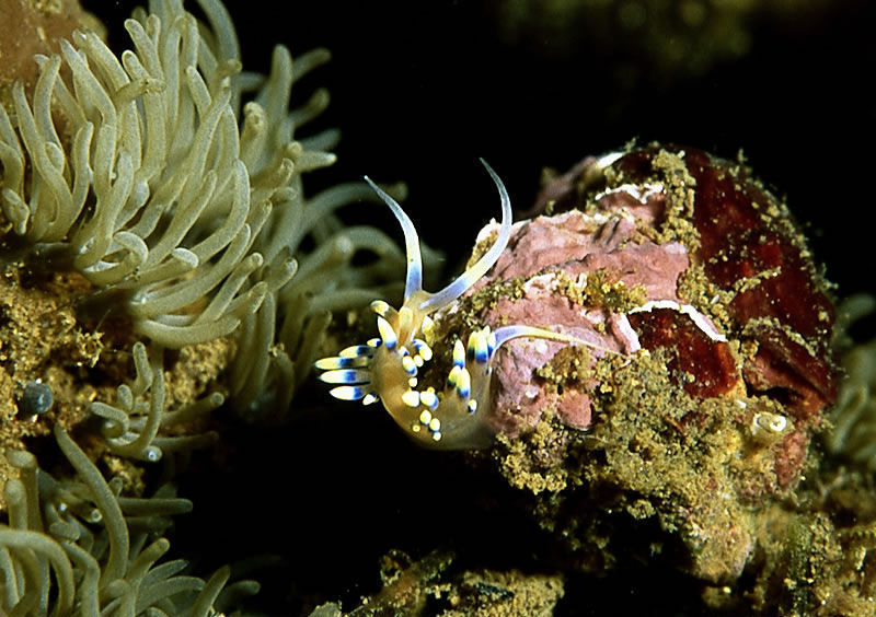 Flabellina exoptata